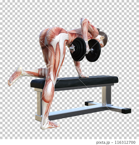 Human body model Muscle anatomy diagram 3D illustration of a human anatomy woman doing dumbbell rows Full body back view Facing backwards 116312700