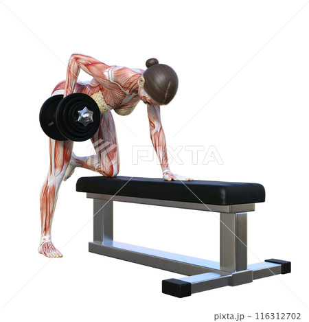 人体模型 筋肉解剖図 ダンベルロウをする人体解剖図女性の3Dイラスト 全身正面 斜め前  116312702