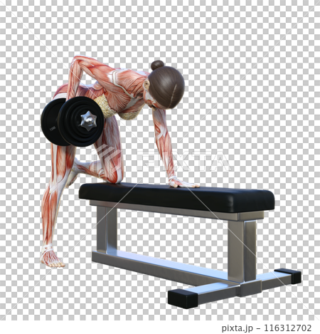 人体模型 筋肉解剖図 ダンベルロウをする人体解剖図女性の3Dイラスト 全身正面 斜め前  116312702