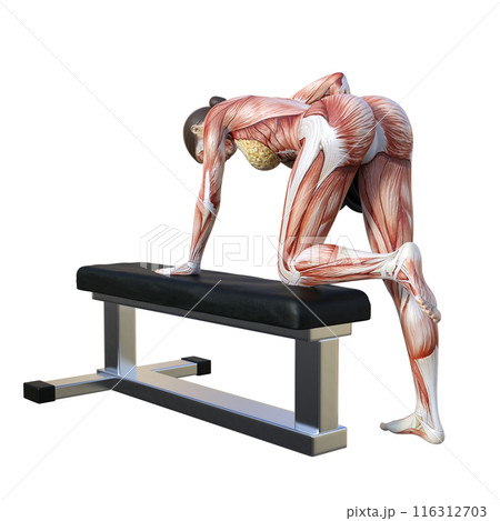 人体模型 筋肉解剖図 ダンベルロウをする人体解剖図女性の3Dイラスト 全身 後ろ姿 後ろ向き 116312703