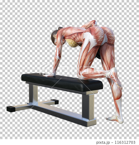 人体模型 筋肉解剖図 ダンベルロウをする人体解剖図女性の3Dイラスト 全身 後ろ姿 後ろ向き 116312703