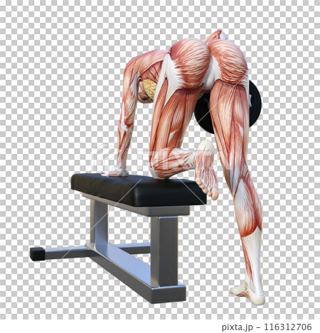 人體模型 肌肉解剖圖 人體解剖女性做啞鈴划船的 3D 插圖 全身 後視圖 面朝後方 116312706