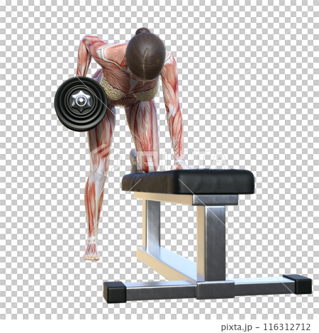 Human body model Muscle anatomy diagram 3D illustration of a female human anatomy doing dumbbell rows Full body front Facing forward 116312712