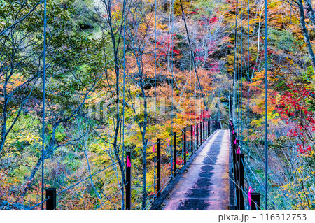 山梨 紅葉に染まる西沢渓谷 二俣吊橋 山梨 紅葉に染まる西沢渓谷 二俣吊橋 116312753
