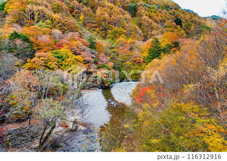 山梨　紅葉に染まる西沢渓谷 116312916