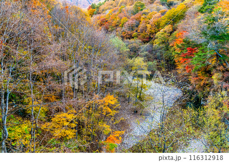 山梨 紅葉に染まる西沢渓谷 山梨 紅葉に染まる西沢渓谷 116312918