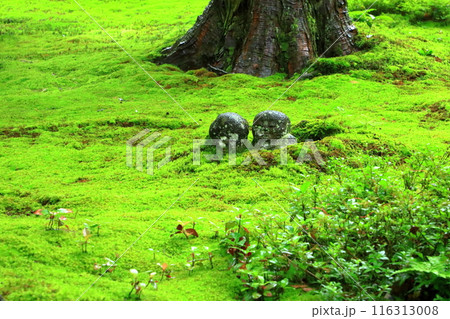 京都大原三千院 わらべ地蔵 京都大原三千院 わらべ地蔵 116313008
