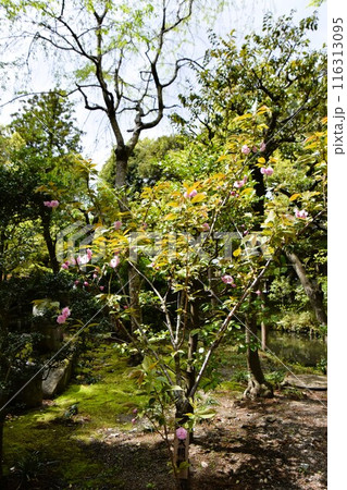 鎌倉鶴岡八幡宮の実朝桜 116313095