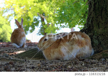 猛暑で木陰に避難する大久野島ウサギ(広島県竹原市忠海町) 猛暑で木陰に避難する大久野島ウサギ(広島県竹原市忠海町) 116313216
