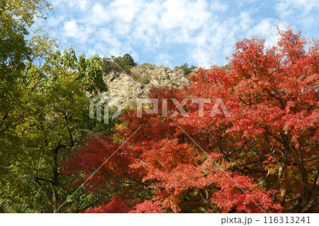 岐阜県川辺町　遠見山と紅葉 116313241