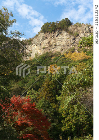 岐阜県川辺町 遠見山と紅葉 岐阜県川辺町 遠見山と紅葉 116313242
