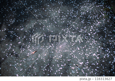 地面に散ったソメイヨシノの花びら 地面に散ったソメイヨシノの花びら 116313627