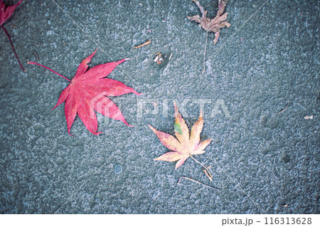 地面に散った紅葉 地面に散った紅葉 116313628