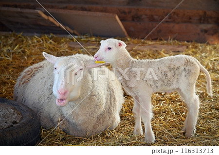Little baby sheep. Beautiful and cute farm animal. 116313713