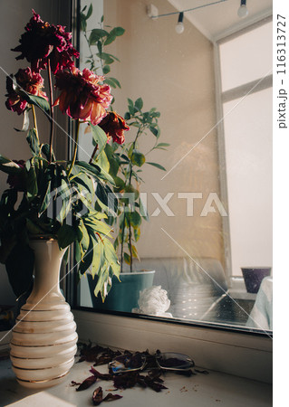 Wilted bouquet in retro vase with eyeglasses on windowsill. Withered peony flowers in the room. Home interior. Retro style interiors. Daily life. Domestic life moment. Still life of apartment design. 116313727