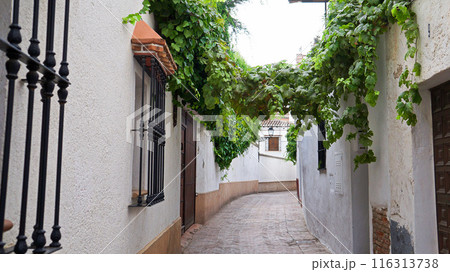 アルバイシン　ぶどうの蔦がはう狭い路地【スペイン/グラナダ】 116313738