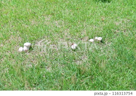 公園の芝生に並ぶ白いホコリタケ 公園の芝生に並ぶ白いホコリタケ 116313754