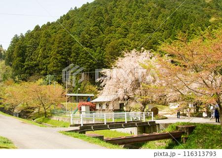 山間の集落に桜を見に集う人々 【上丹生】 山間の集落に桜を見に集う人々 【上丹生】 116313793