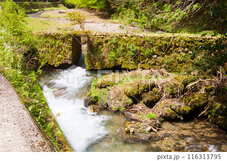 清流の流れ 【醒ヶ井峡谷】 清流の流れ 【醒ヶ井峡谷】 116313795