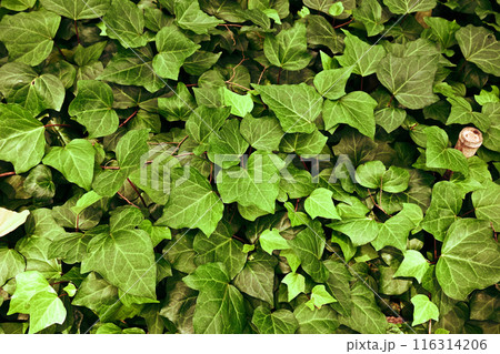 ヘデラへリックス ヘデラへリックス 116314206