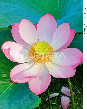 ハスの花 116314280