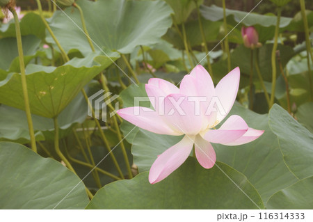 千葉公園の大賀ハス 千葉公園の大賀ハス 116314333