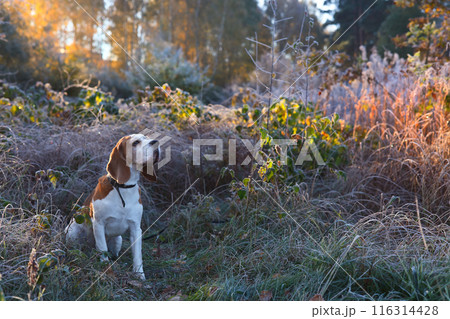 The Beagle in the early morning hunting in the forest 116314428
