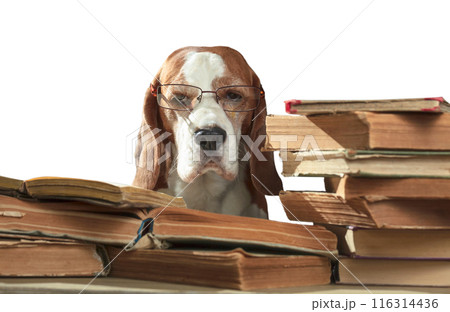 Smart beagle in glasses with old books isolated in white . Smart beagle in glasses with old books isolated in white . 116314436