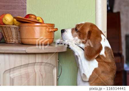 beagle in kitchen 116314441