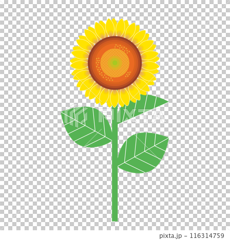 Sunflower illustration 116314759