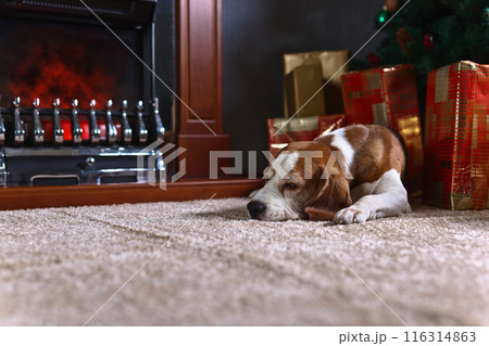 A lone beagle on the carpet with Christmas gifts in front of the fireplace in an empty room 116314863