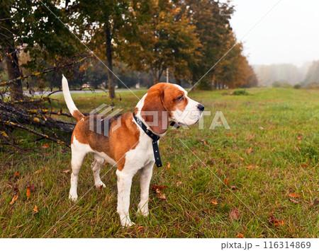 beagle in forest 116314869