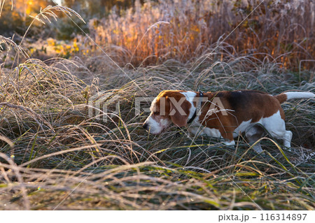 Beagle in the early morning in autumn forest Beagle in the early morning in autumn forest 116314897