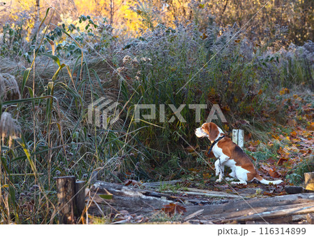 Beagle in the early morning in autumn forest 116314899