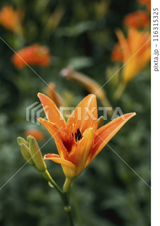 Beautiful orange day-lily plant in bloom in summer, close-up, vertical image, Hemerocallis fulva, selective focus. 116315325