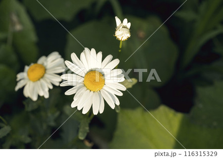 Shasta daisy plant in bloom in flowerbed in summer, close-up, Leucanthemum superbum, selective focus. 116315329