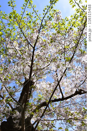 老木桜　今年もほぼ満開か 116315488