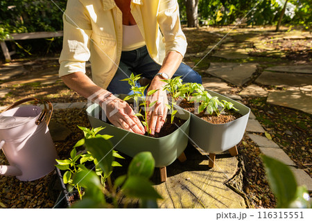 Planting seedlings in pots, senior woman gardening in backyard on sunny day Planting seedlings in pots, senior woman gardening in backyard on sunny day 116315551