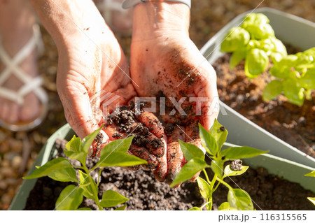 Gardening, woman holding soil and planting seedlings in home garden 116315565