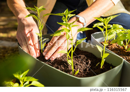 Planting seedlings in garden containers, person nurturing young plants outdoors 116315567