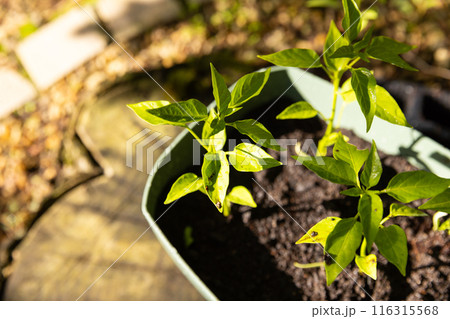 Growing green plants in garden, focusing on healthy leaves and soil, copy space 116315568