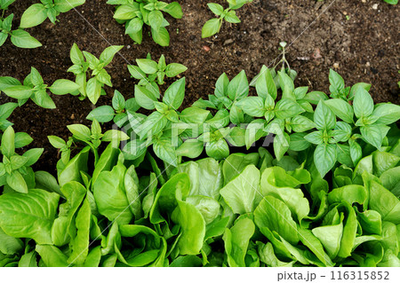 Top view of leaves basil and salad. Fresh vegetables. Beautiful background for nature concept. top view Top view of leaves basil and salad. Fresh vegetables. Beautiful background for nature concept. top view 116315852