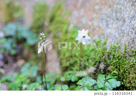 可愛い小花 バイカオウレンの花 可愛い小花 バイカオウレンの花 116316341