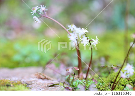 可愛い小花　セリバオウレンの花 116316346