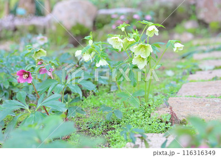 クリスマスローズの花 116316349
