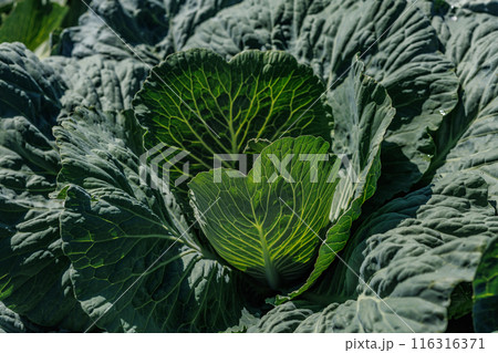 young cabbage on a garden bed of an agricultural farm close-up, agribusiness 116316371