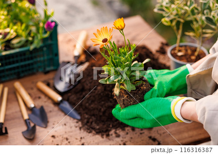 gardener plants flowers in the garden close-up, garden care, gardening concept gardener plants flowers in the garden close-up, garden care, gardening concept 116316387