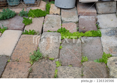 レンガの間から生えてきたセダム 116316566