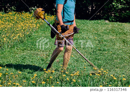 Gas powered string weed trimmer is operate on a field of blooming dandelions. Gas powered string weed trimmer is operate on a field of blooming dandelions. 116317346