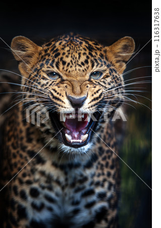 Angry Leopard portrait with its mouth open and big tooth on dark background Angry Leopard portrait with its mouth open and big tooth on dark background 116317638